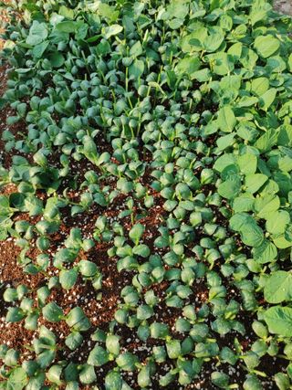 엉뚱한농사꾼임경섭님의 콩 · 자유게시판 작성글 사진