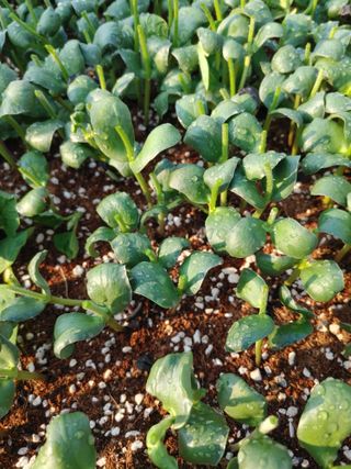 엉뚱한농사꾼임경섭님의 콩 · 자유게시판 작성글 사진