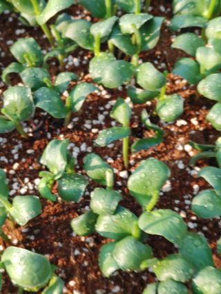 엉뚱한농사꾼임경섭님의 콩 · 자유게시판 작성글 사진