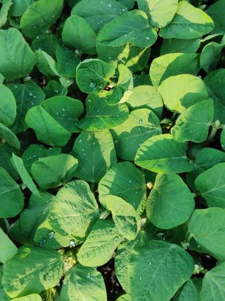 엉뚱한농사꾼임경섭님의 콩 · 자유게시판 작성글 사진