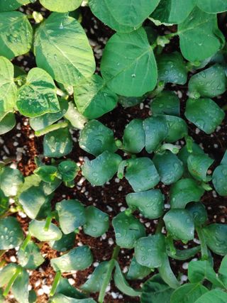 엉뚱한농사꾼임경섭님의 콩 · 자유게시판 작성글 사진