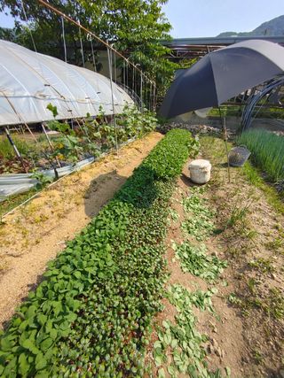 엉뚱한농사꾼임경섭님의 콩 · 자유게시판 작성글 사진