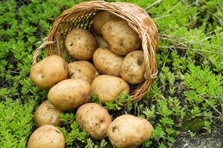 안영매(터실농장)님의 자유주제 · 자유게시판 작성글 사진