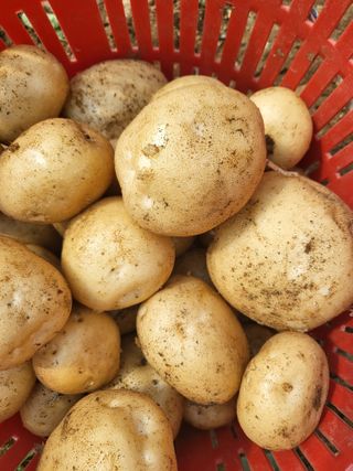 안영매(터실농장)님의 자유주제 · 자유게시판 작성글 사진