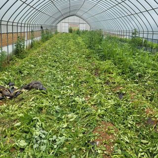 안영매(터실농장)님의 자유주제 · 자유게시판 작성글 사진