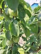 팜모닝 농부님! 어떤 농약 쓰세요?·참여 게시글 이미지