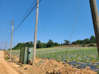 자연같이님의 참깨 · 자유게시판 작성글 사진