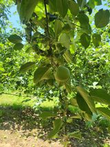 팜모닝 사과·영농일지 게시글 이미지