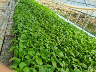 멋진여성농님의 고추 · 병해충상담 작성글 사진