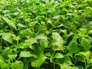 멋진여성농님의 고추 · 병해충상담 작성글 사진