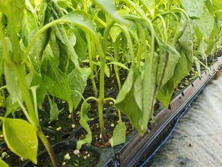 멋진여성농님의 고추 · 병해충상담 작성글 사진