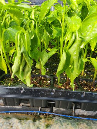 멋진여성농님의 고추 · 병해충상담 작성글 사진