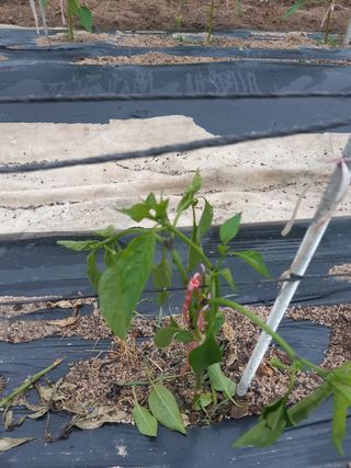 신 난다님의 고추 · 병해충상담 작성글 사진