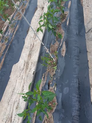 신 난다님의 고추 · 병해충상담 작성글 사진