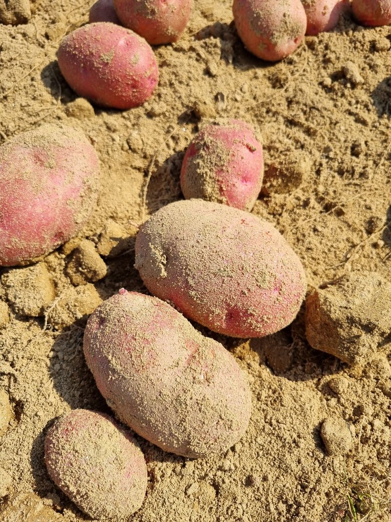 장터 상품 [홍감자 5킬로 (특-대 ) ] 썸네일