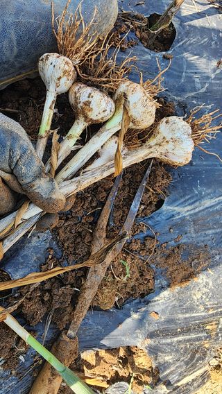 김영준님의 마늘 · 영농일지 작성글 사진