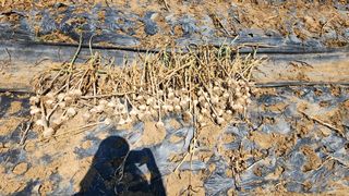 김영준님의 마늘 · 영농일지 작성글 사진