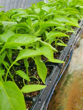 멋진여성농님의 고추 · 병해충상담 작성글 사진