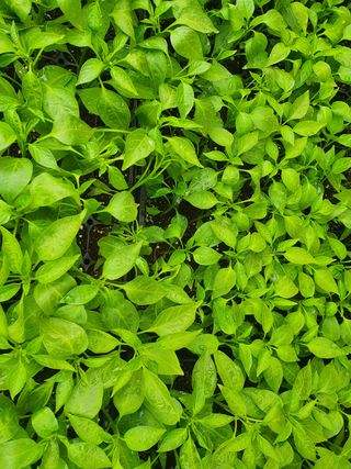 멋진여성농님의 고추 · 병해충상담 작성글 사진