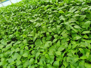 멋진여성농님의 고추 · 병해충상담 작성글 사진