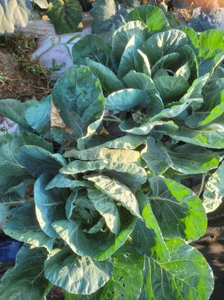 홍순현님의 양배추 · 자유게시판 작성글 사진