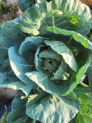 홍순현님의 양배추 · 자유게시판 작성글 사진