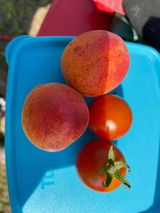 팜모닝 기타작물·자유게시판 게시글 이미지