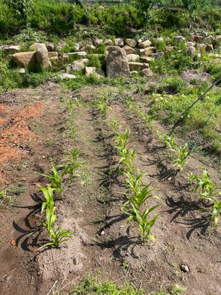 도곡님의 기타작물 · 자유게시판 작성글 사진