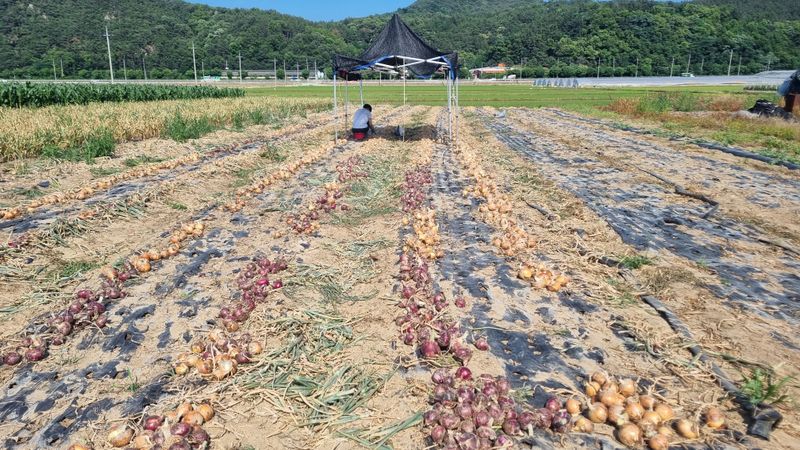 장터 상품 [트랙터 삽니다] 썸네일