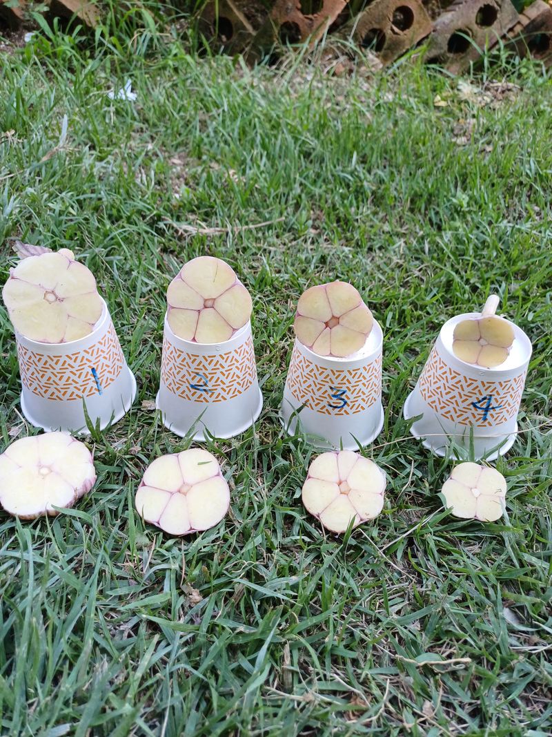 장터 상품 [홍산마늘 2접양 종자용.식용] 썸네일