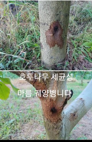 알 수 없음님의 팜모닝 병해충 연구회 · 병해충 경험담 작성글 사진