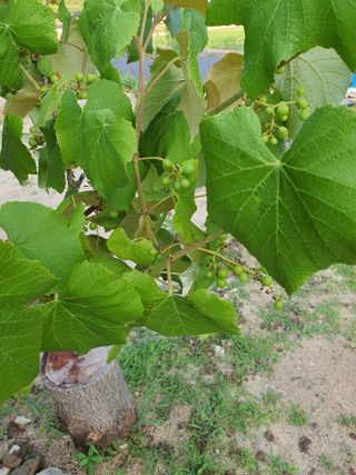 인생을사노라면님의 포도 · 병해충상담 작성글 사진