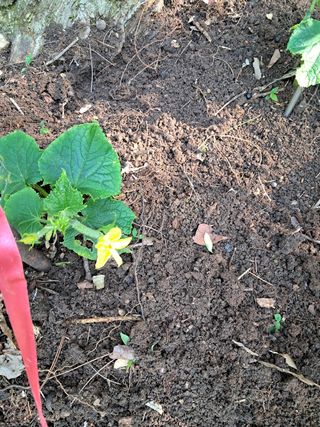 안창영님의 기타작물 · 영농일지 작성글 사진