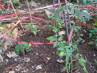 안창영님의 기타작물 · 영농일지 작성글 사진