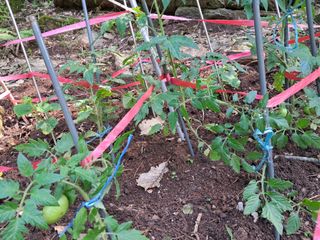 안창영님의 기타작물 · 영농일지 작성글 사진