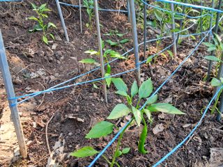 안창영님의 기타작물 · 영농일지 작성글 사진