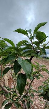 팜모닝 농부님! 어떤 농약 쓰세요?·참여 게시글 이미지