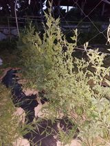 팜모닝 오이·자유게시판 게시글 이미지