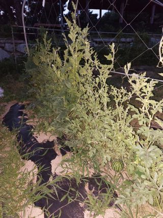 김충구내 집 예쁘게님의 오이 · 자유게시판 작성글 사진