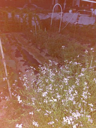 김충구내 집 예쁘게님의 오이 · 자유게시판 작성글 사진