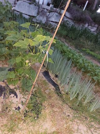 김충구내 집 예쁘게님의 오이 · 자유게시판 작성글 사진