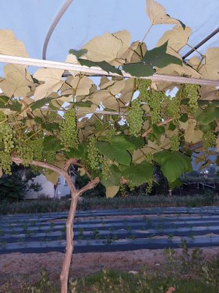 김충구내 집 예쁘게님의 오이 · 자유게시판 작성글 사진