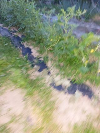 김충구내 집 예쁘게님의 오이 · 자유게시판 작성글 사진