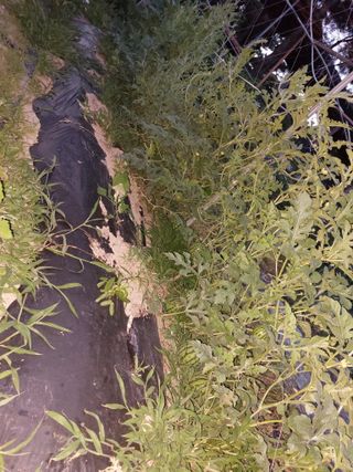 김충구내 집 예쁘게님의 오이 · 자유게시판 작성글 사진