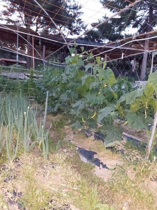 김충구내 집 예쁘게님의 오이 · 자유게시판 작성글 사진