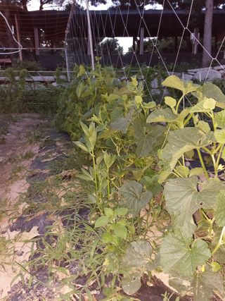 김충구내 집 예쁘게님의 오이 · 자유게시판 작성글 사진