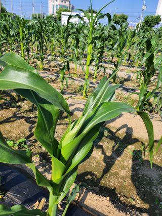 손정아님의 옥수수 · 병해충상담 작성글 사진