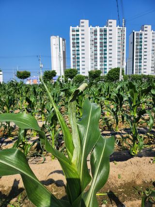 손정아님의 옥수수 · 병해충상담 작성글 사진