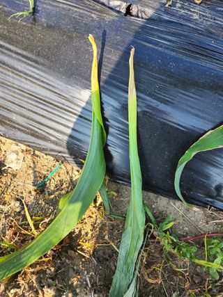 손정아님의 옥수수 · 병해충상담 작성글 사진