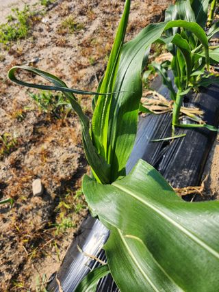 손정아님의 옥수수 · 병해충상담 작성글 사진